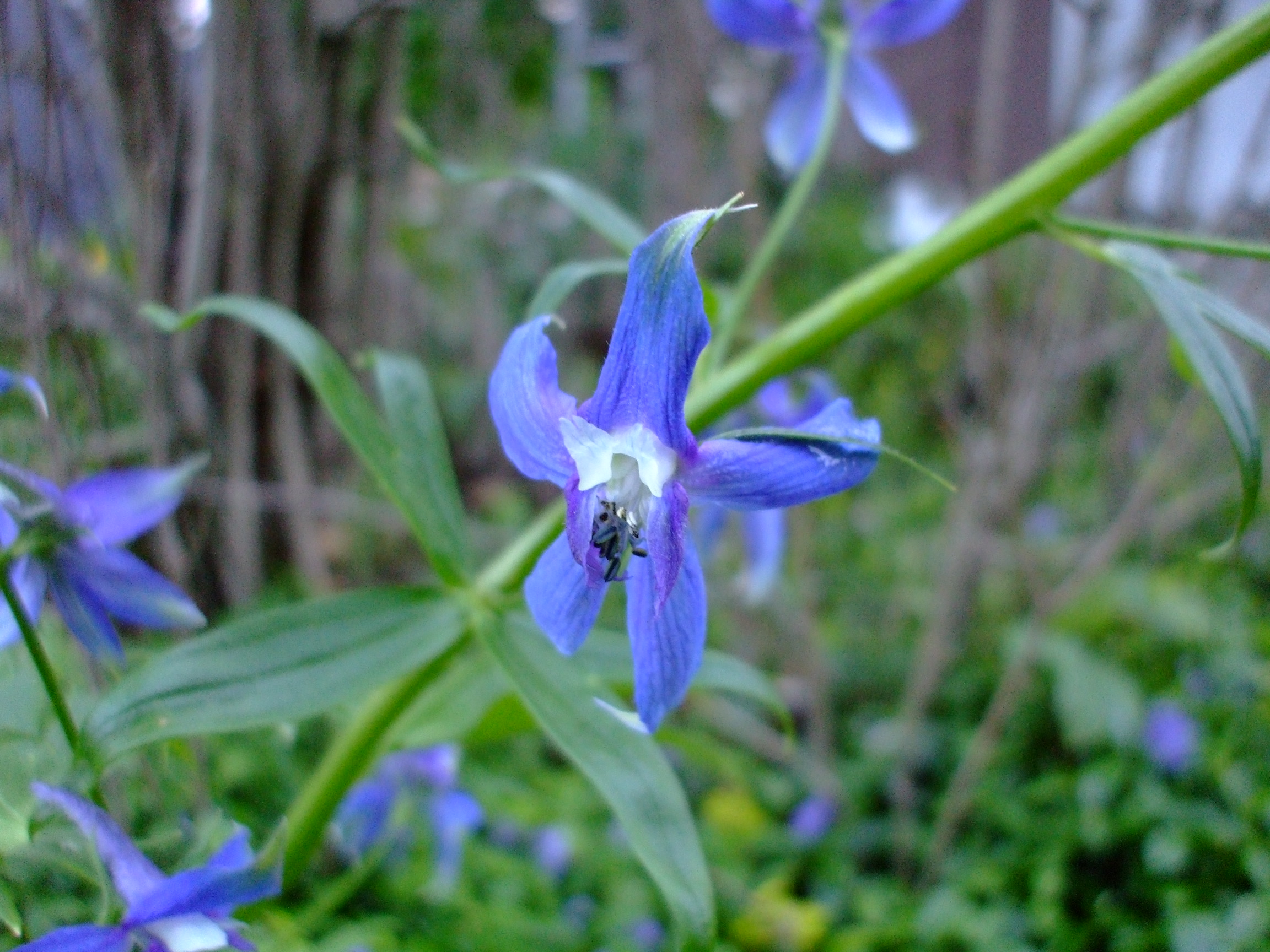 Delphinium menziesii